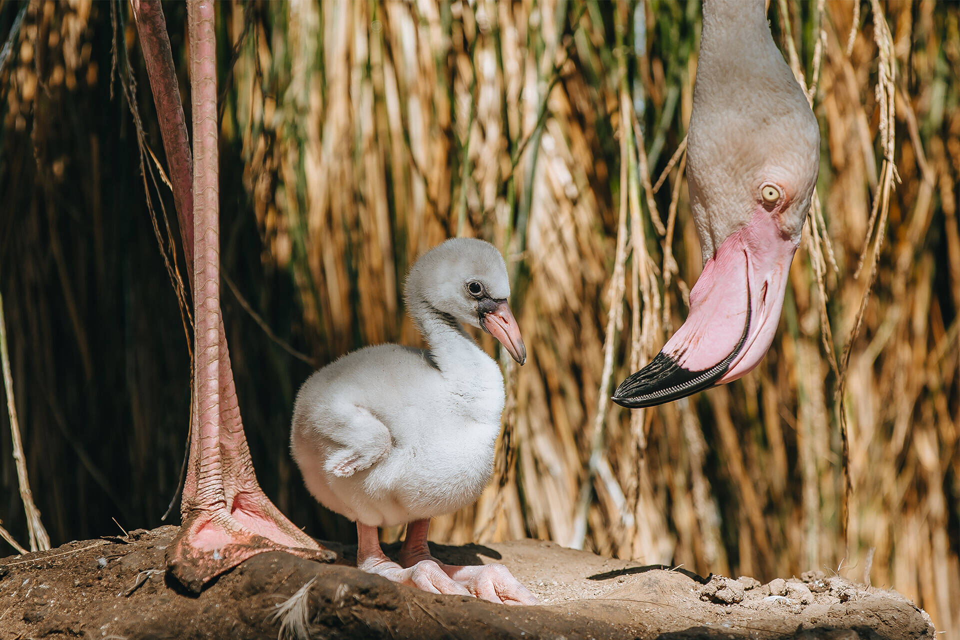 Fluffy grey flamingo chick.