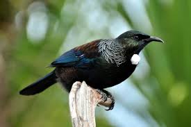 Tui