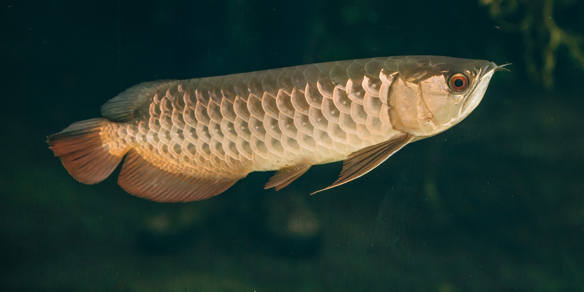 Arowana fish.