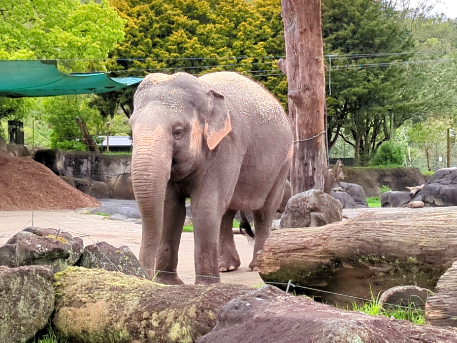 Asian elephant