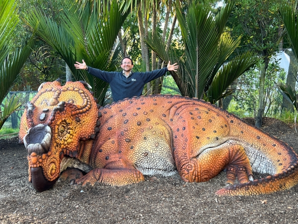 A full size Pachyrhinosaurus dinosaur laying on the ground with a person standing behind it.