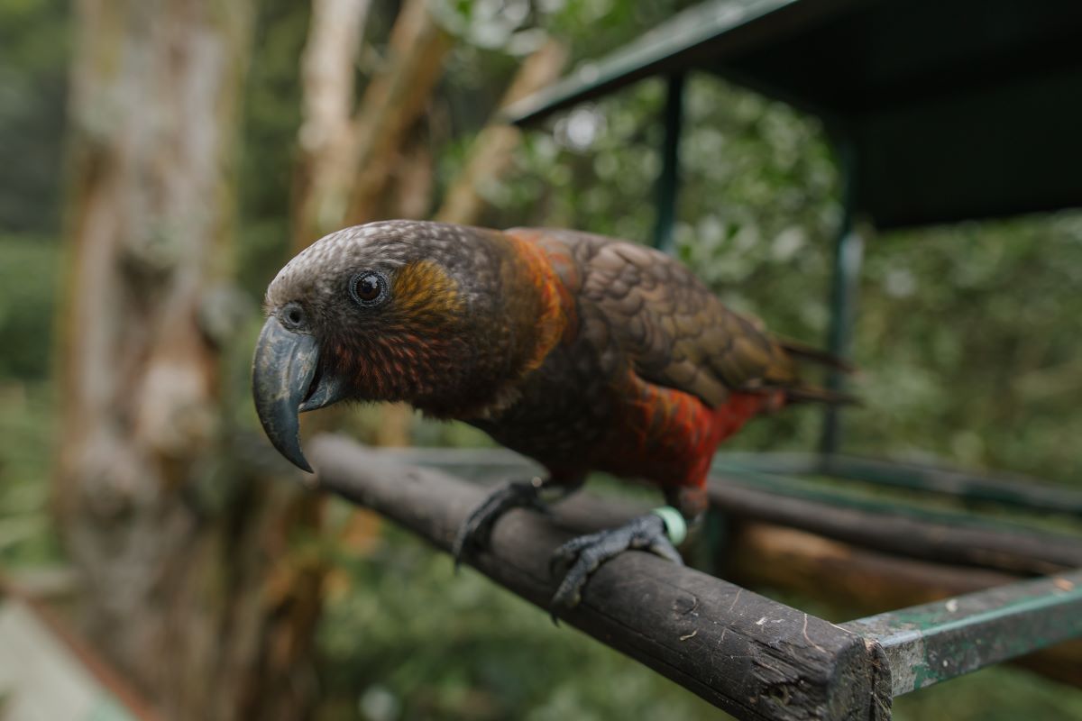 New Zealand species - endemic, native and introduced | Auckland Zoo ...